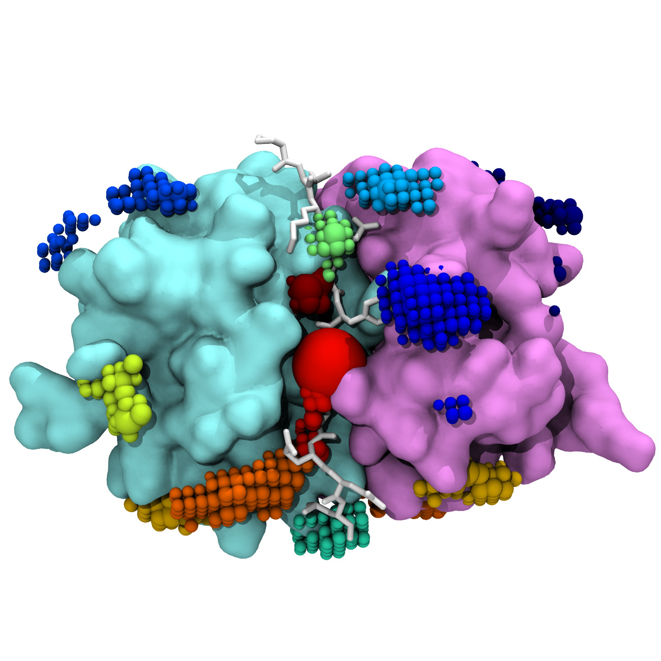 peptide protein interface